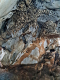Fledermaushöhle - Wat Tham Sila Thong